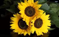 Three Little Sunflowers
