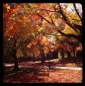 Bryn Mawr College.Fall Trees.Orange Leaves