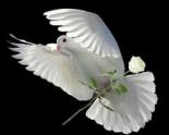 dove with white rose