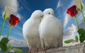 love doves