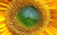 sunflower.center.core