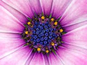 purple flower.2